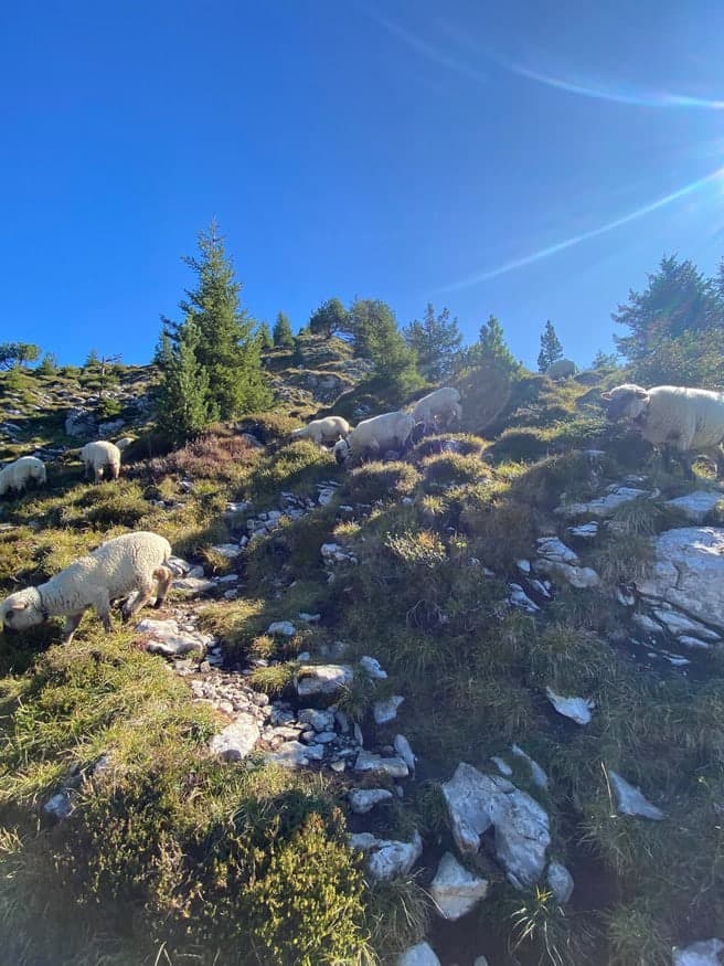 Schafe zwischen Felsen und Tannen auf einer Alp