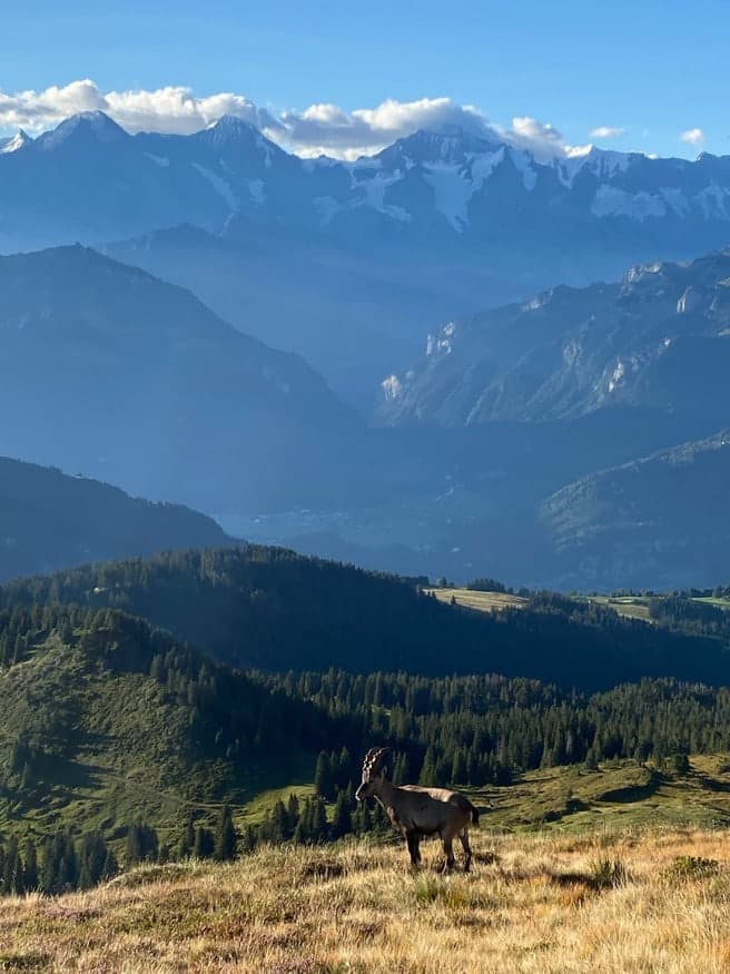 Steinbock auf einer Bergwiese vor Bergketten im Dunst