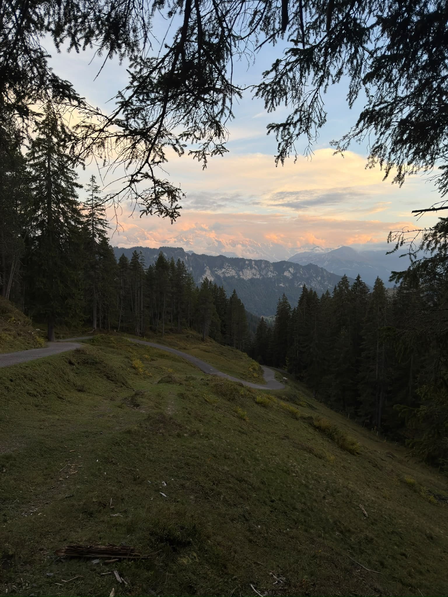 Waldweg am Hang, durch Tannenzweige rosa Abendwolken über den Bergen